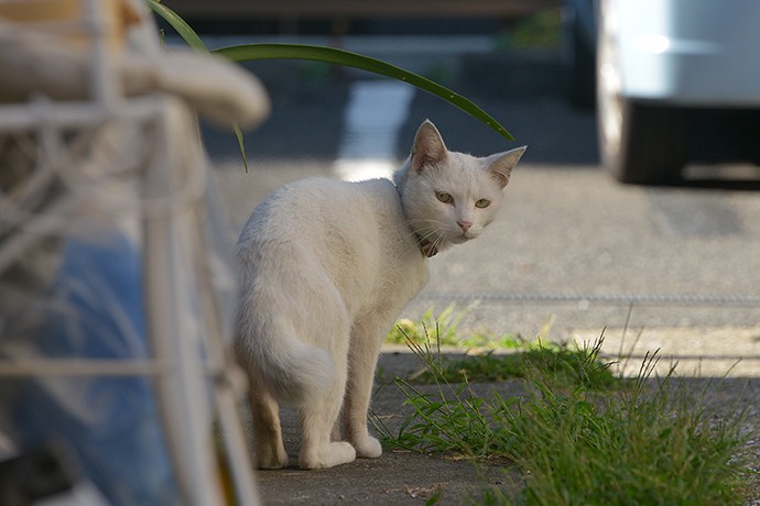 太田区のねこ