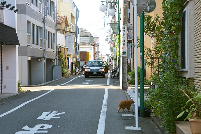 太田区のねこ