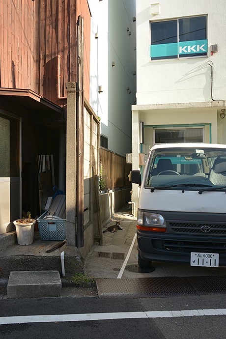 太田区のねこ