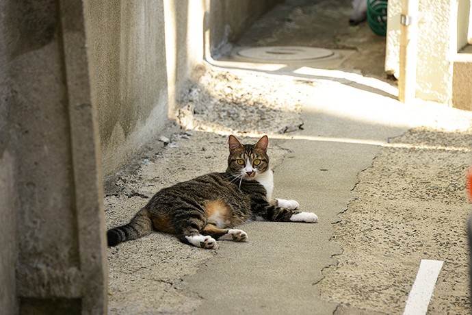 太田区のねこ
