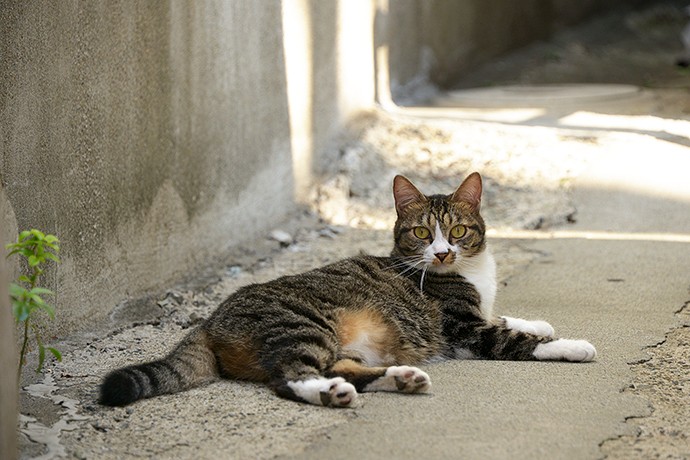 太田区のねこ
