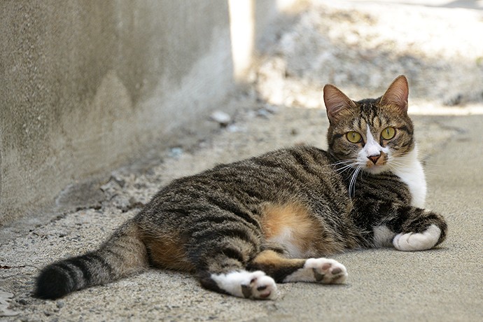 太田区のねこ