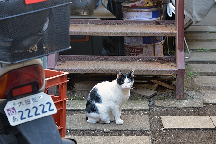 太田区のねこ