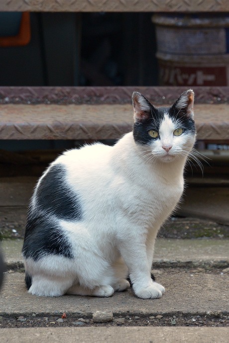 太田区のねこ