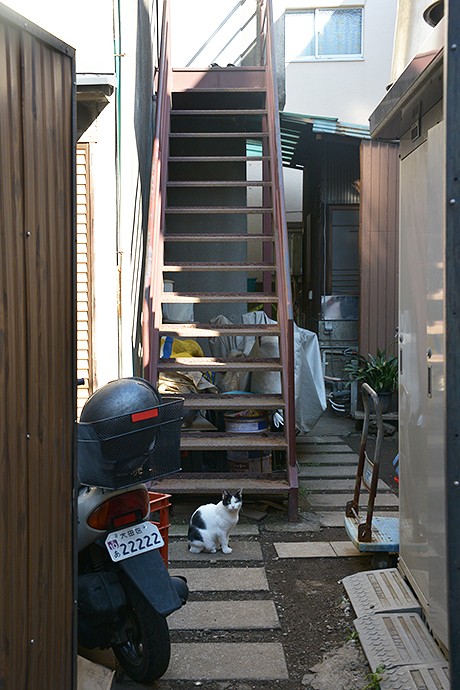 太田区のねこ