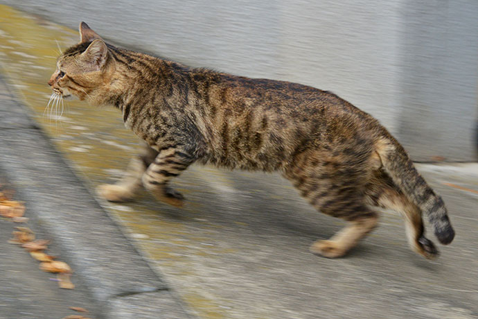 太田区のねこ