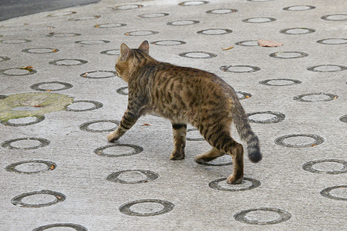 太田区のねこ