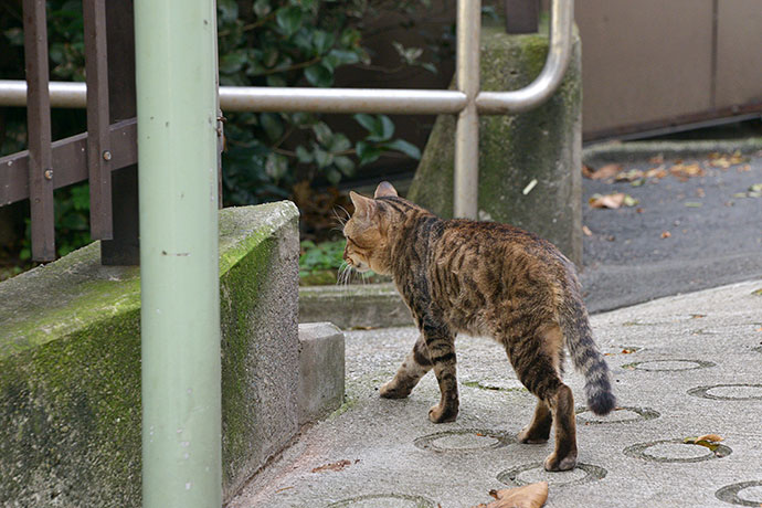 太田区のねこ