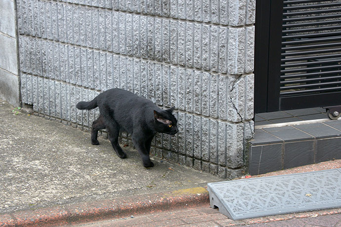 太田区のねこ