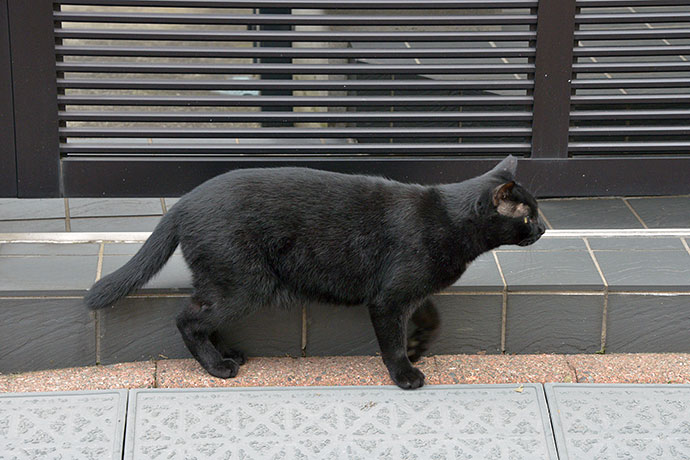 太田区のねこ