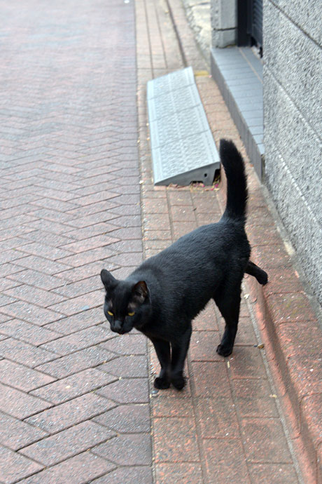 太田区のねこ