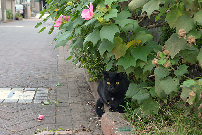 太田区のねこ