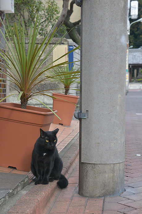 太田区のねこ