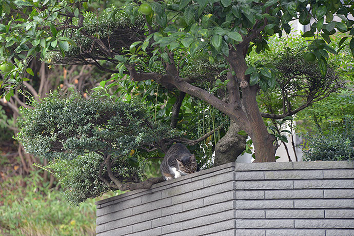 太田区のねこ