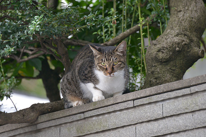 太田区のねこ