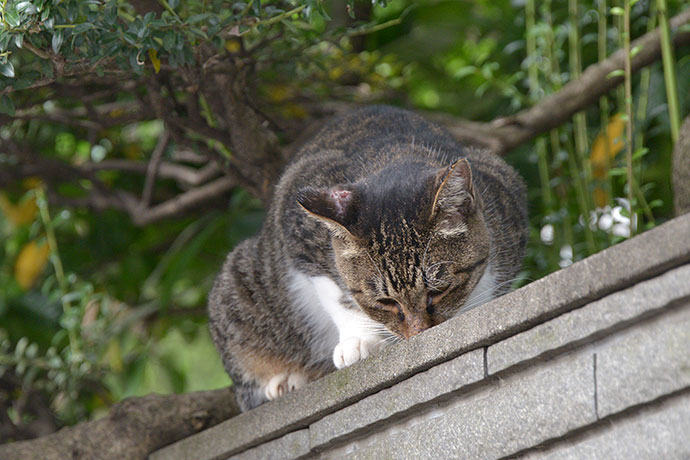 太田区のねこ