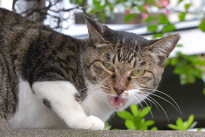 太田区のねこ