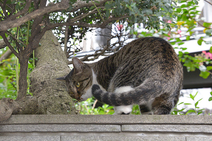 太田区のねこ