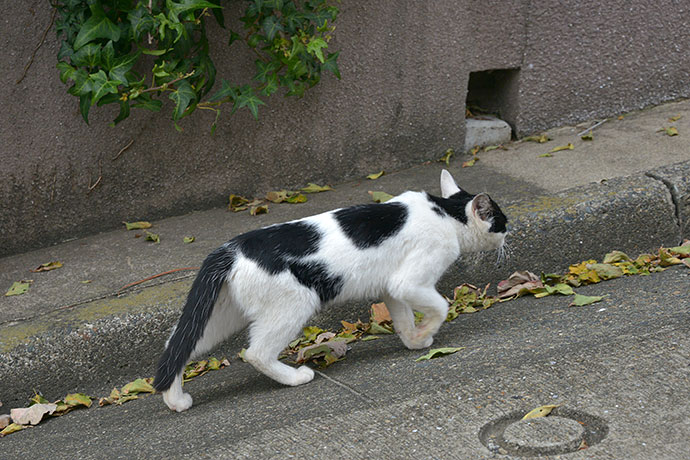 太田区のねこ