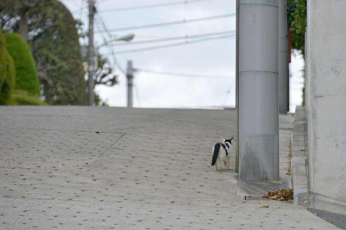 太田区のねこ