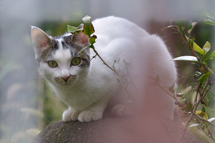 太田区のねこ