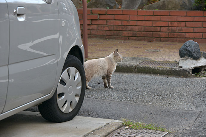 太田区のねこ