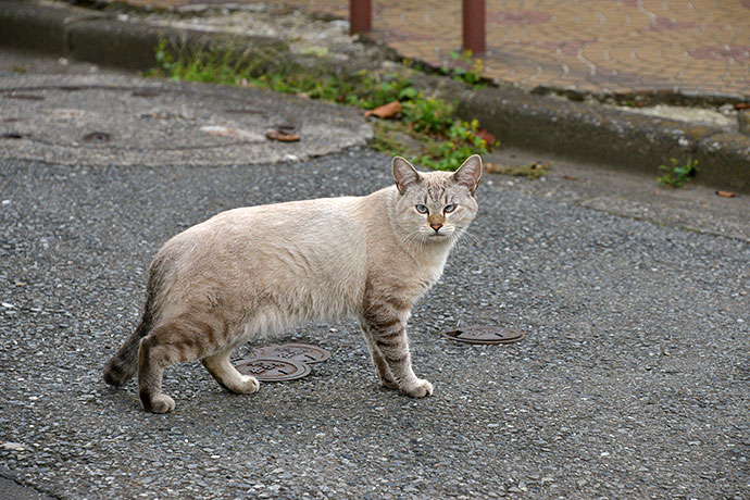 太田区のねこ