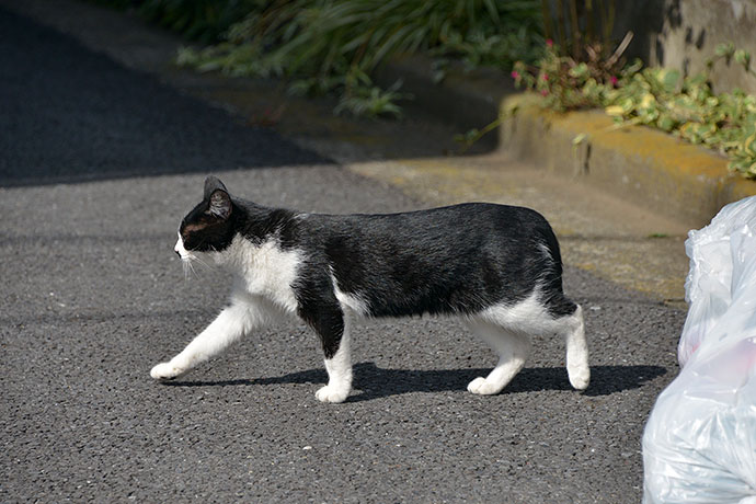 太田区のねこ