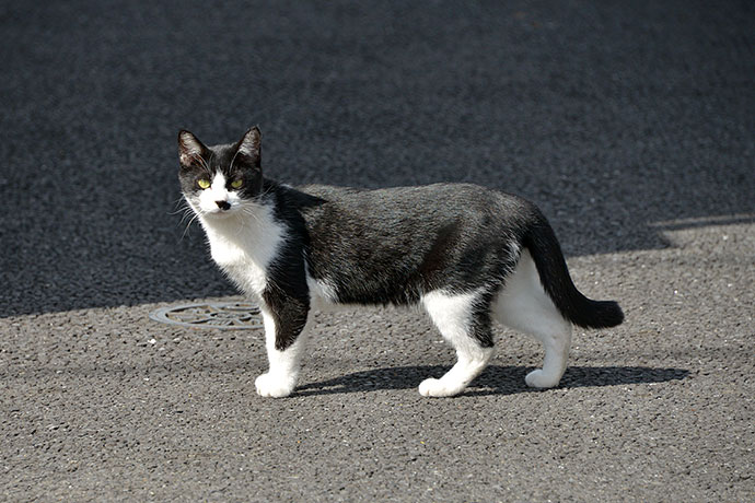 太田区のねこ