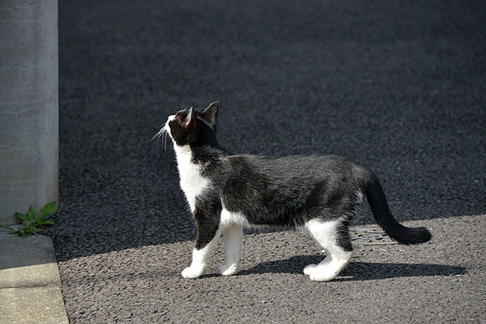 太田区のねこ