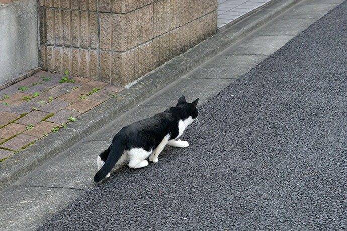 太田区のねこ