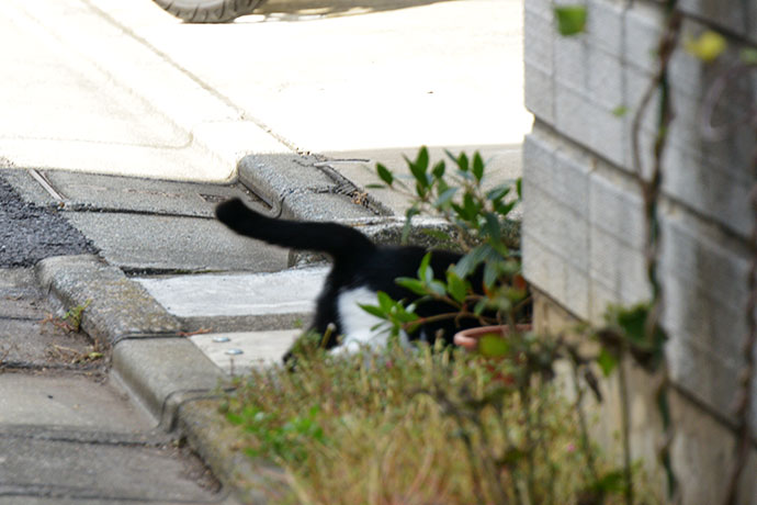 太田区のねこ