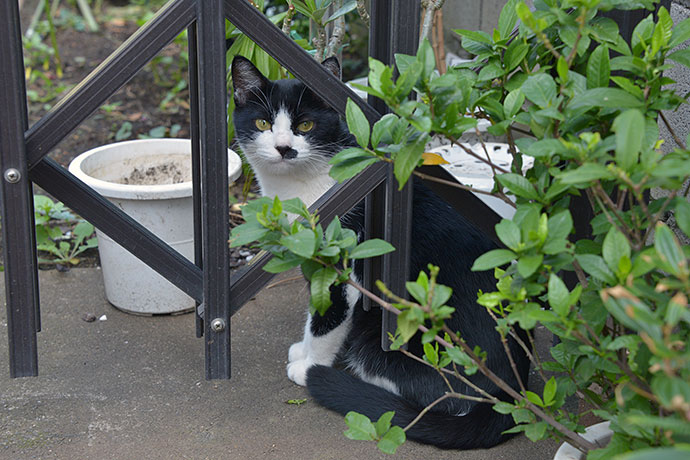 太田区のねこ