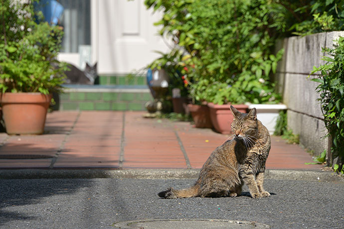 太田区のねこ