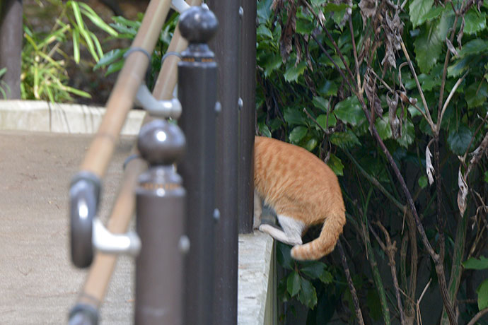 太田区のねこ