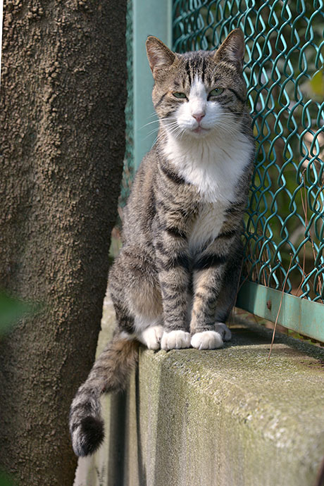 太田区のねこ