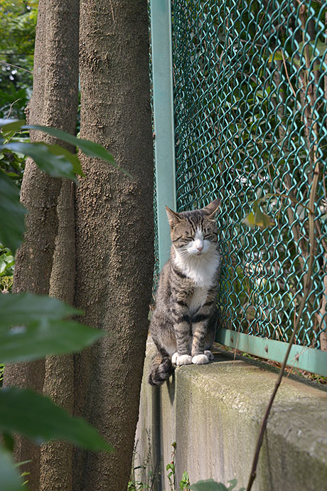 太田区のねこ