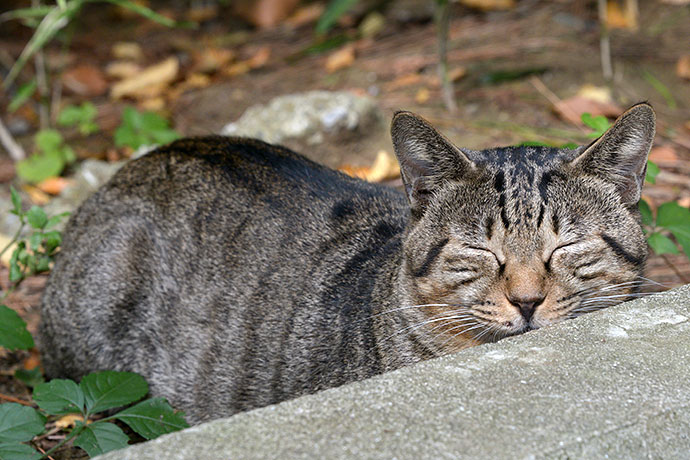 太田区のねこ