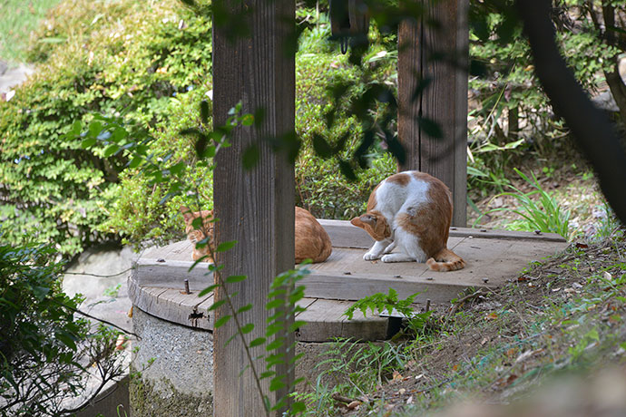 太田区のねこ