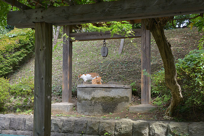 太田区のねこ