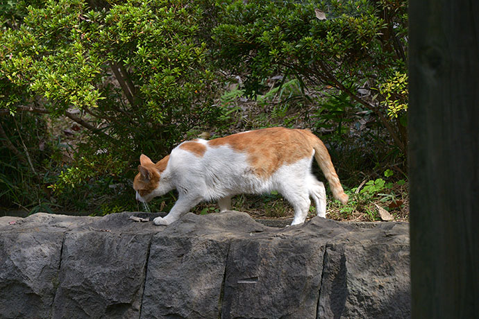 太田区のねこ