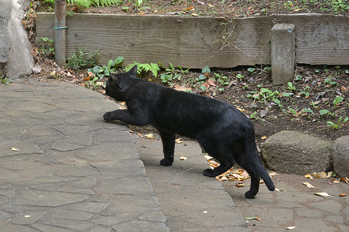 太田区のねこ