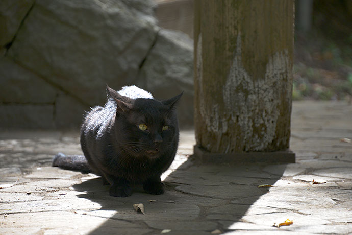 太田区のねこ