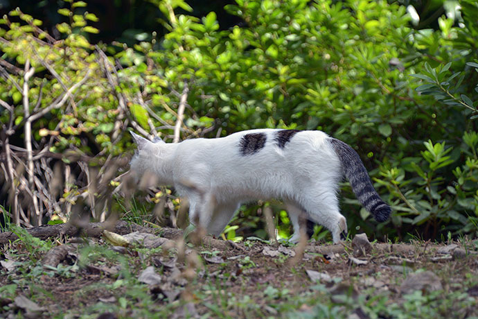 太田区のねこ