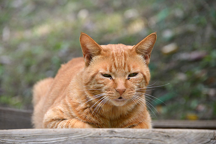 太田区のねこ