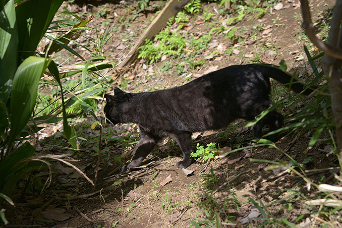 太田区のねこ