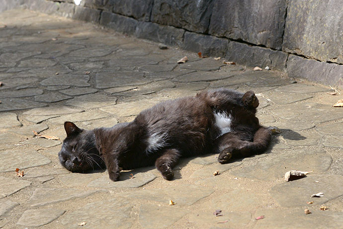 太田区のねこ