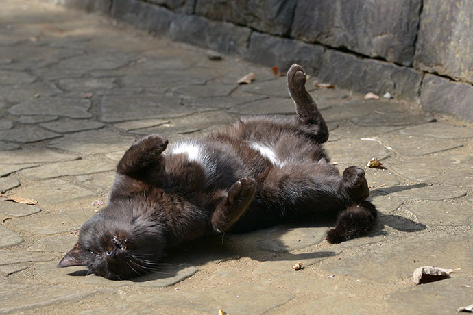 太田区のねこ