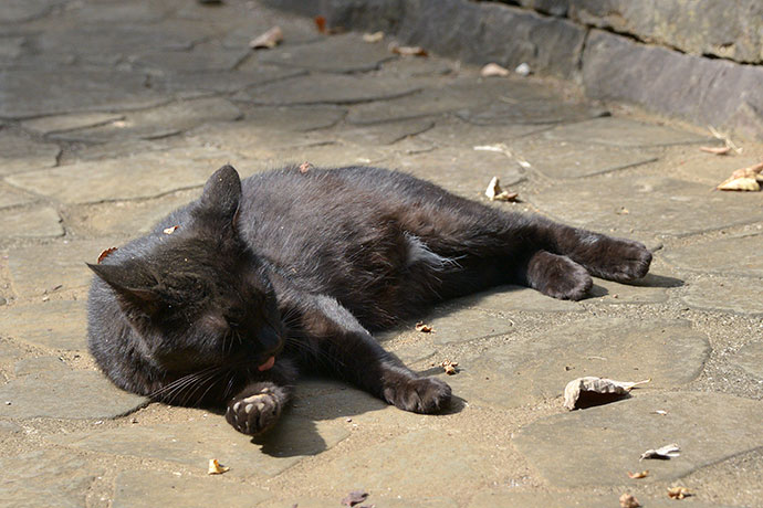 太田区のねこ