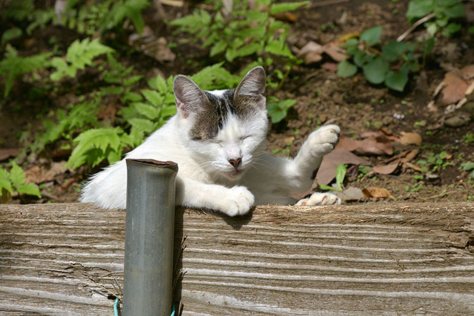 太田区のねこ